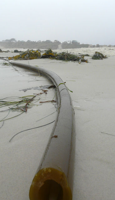 Kelp on the beach in Monterey by Stephen Sadler